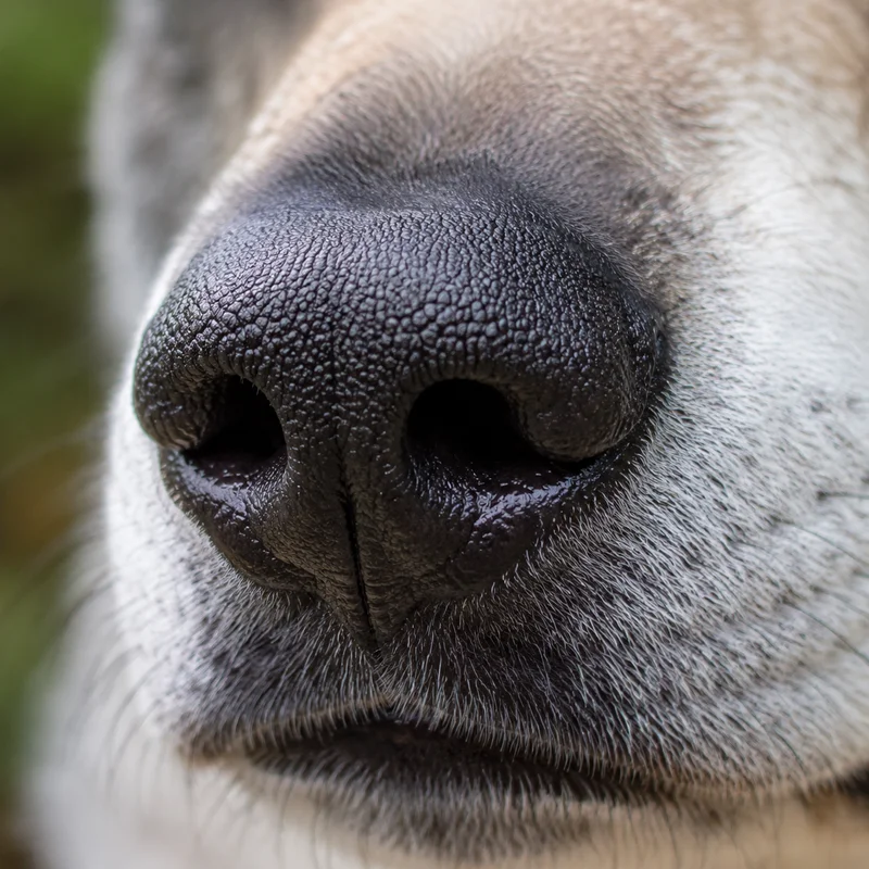 Czechoslovakian Wolfdog — nose