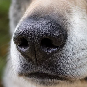 Czechoslovakian Wolfdog — nose