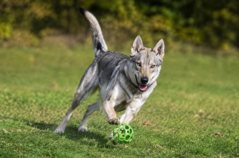 Czechoslovakian Wolfdog — playing