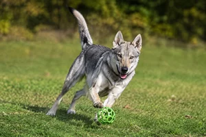 Czechoslovakian Wolfdog — playing