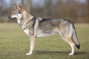 Czechoslovakian Wolfdog dog