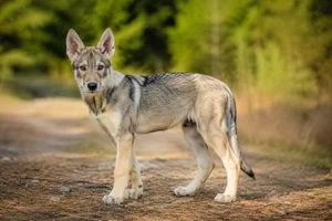 Czechoslovakian Wolfdog — puppy (~4 mo)