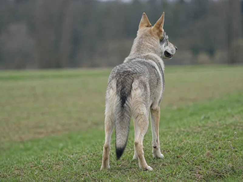 Czechoslovakian Wolfdog — rear