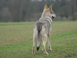 Czechoslovakian Wolfdog — rear