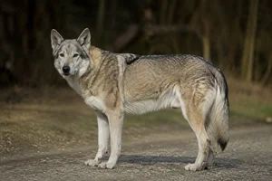 Czechoslovakian Wolfdog — senior