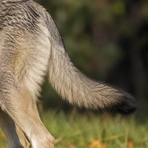 Czechoslovakian Wolfdog — tail