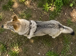 Czechoslovakian Wolfdog — top