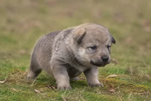 Czechoslovakian Wolfdog — young puppy (~1 mo)