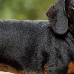Dachshund — coat texture