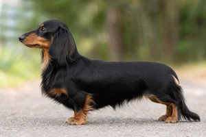 Dachshund — Black & Tan coat