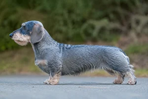 Dachshund — Blue & Cream coat