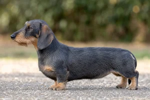 Dachshund — Blue & Tan coat