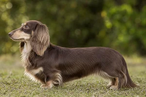 Dachshund — Chocolate & Cream coat