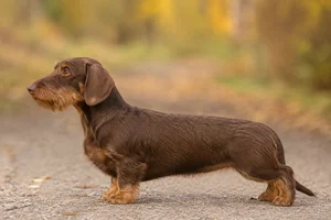 Dachshund — Chocolate & Tan coat