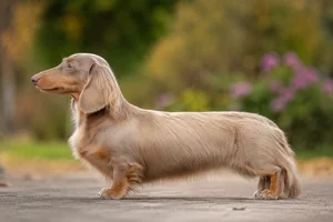 Dachshund — Fawn (Isabella) & Tan coat