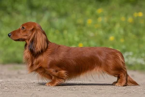 Dachshund — Red coat