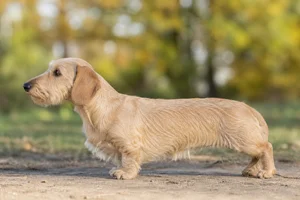 Dachshund — Wheaten coat