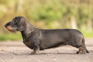 Dachshund — Wild Boar coat