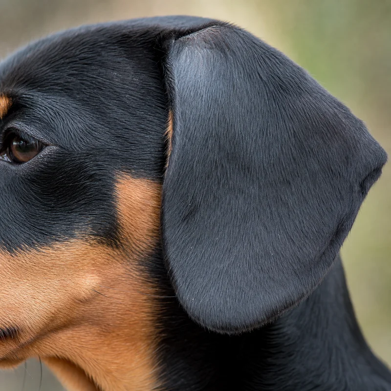 Dachshund — ears