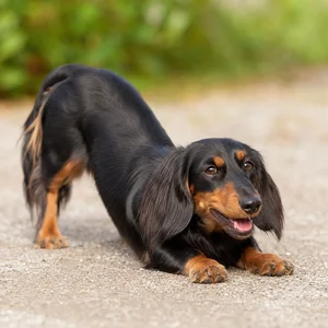 Dachshund — playful