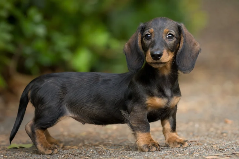 Dachshund — puppy (~4 mo)