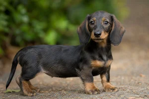 Dachshund — puppy (~4 mo)
