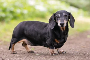 Dachshund — senior