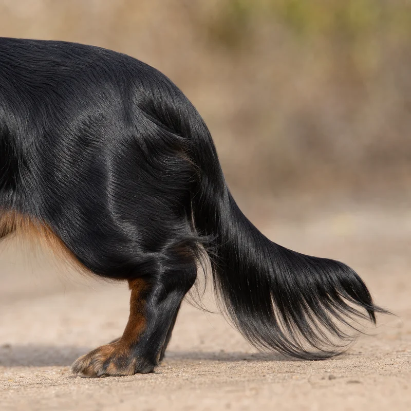 Dachshund — tail