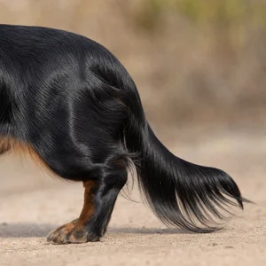 Dachshund — tail