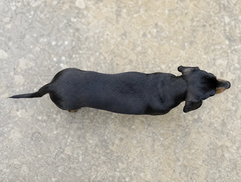 Dachshund — top