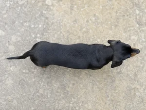 Dachshund — top