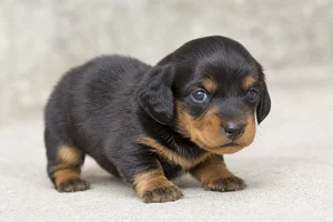 Dachshund — young puppy (~1 mo)