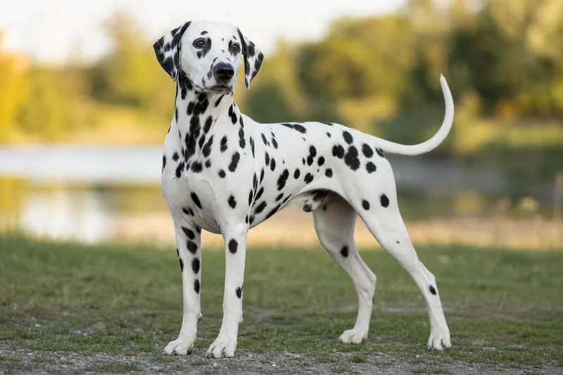 Dalmatian — adult