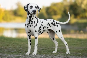 Dalmatian — adult