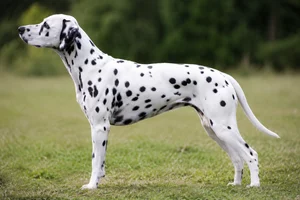 Dalmatian — white with black spots coat