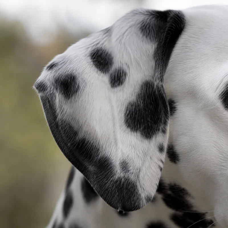 Dalmatian — ears