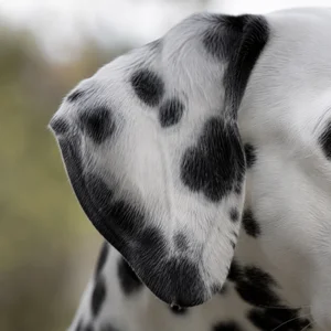 Dalmatian — ears