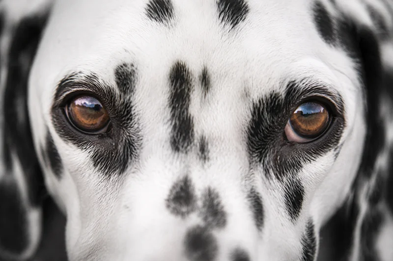 Dalmatian — eyes