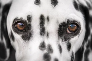 Dalmatian — eyes