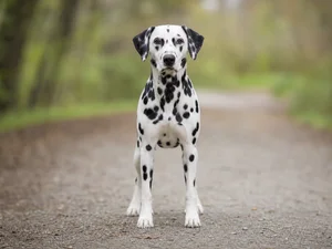 Dalmatian — front