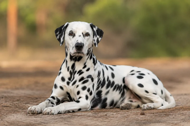 Dalmatian — lying down