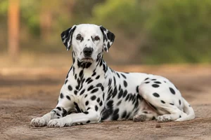 Dalmatian — lying down