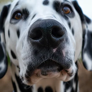 Dalmatian — nose