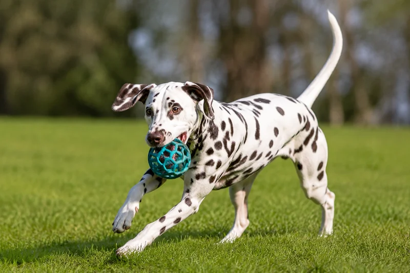 Dalmatian — playing