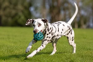 Dalmatian — playing