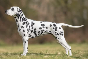 Dalmatian dog