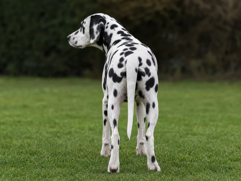Dalmatian — rear