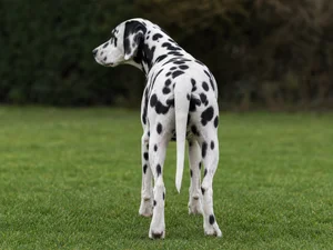 Dalmatian — rear