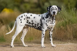 Dalmatian — senior