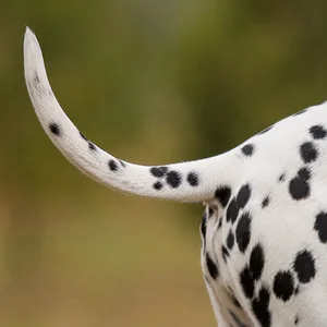 Dalmatian — tail